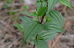 Broadleaf Barbara's buttons